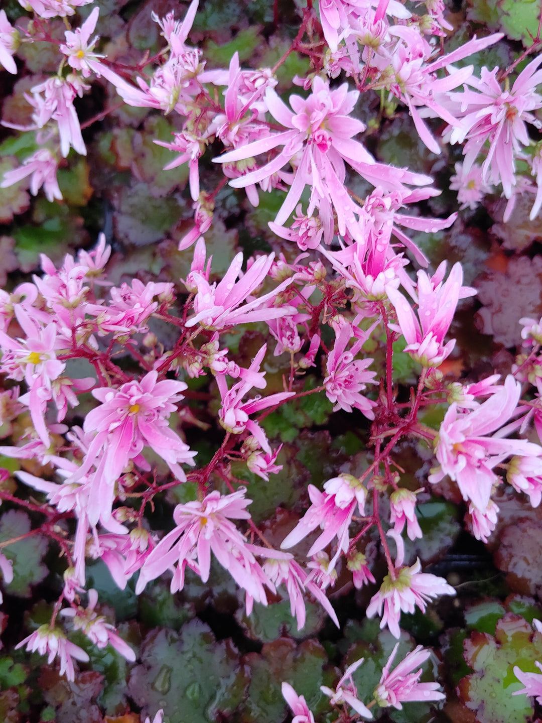 Light Pink Saxifraga Flower Seeds for Planting – Heirloom Non-GMO, High Germination Organic Garden Seeds