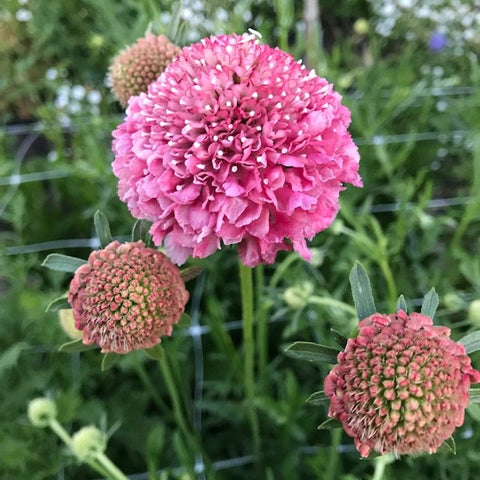 Flower Seeds, Seeds,Seeds For Planting,Plant Seeds