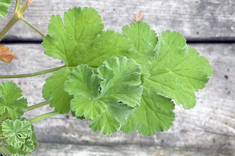 Army Green Univalve Geranium Flower Seeds for Planting – Garden Favorite, Heirloom & Non-GMO