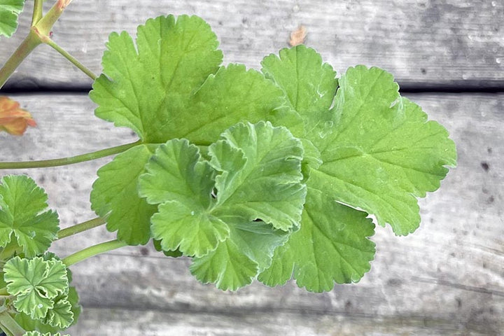 Army Green Univalve Geranium Flower Seeds for Planting – Garden Favorite, Heirloom & Non-GMO