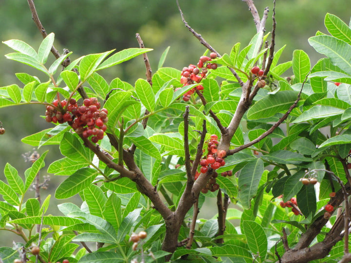 Mixed Terebinthifolius Herb Seeds – Heirloom, Non-GMO Seeds for Garden Planting, Organic Quality