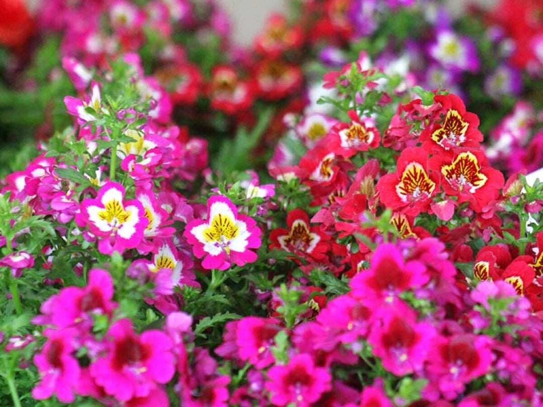 Schizanthus Flower Seeds for Planting – Wildflower Mix Heirloom Non-GMO, High Germination Organic Garden Seeds