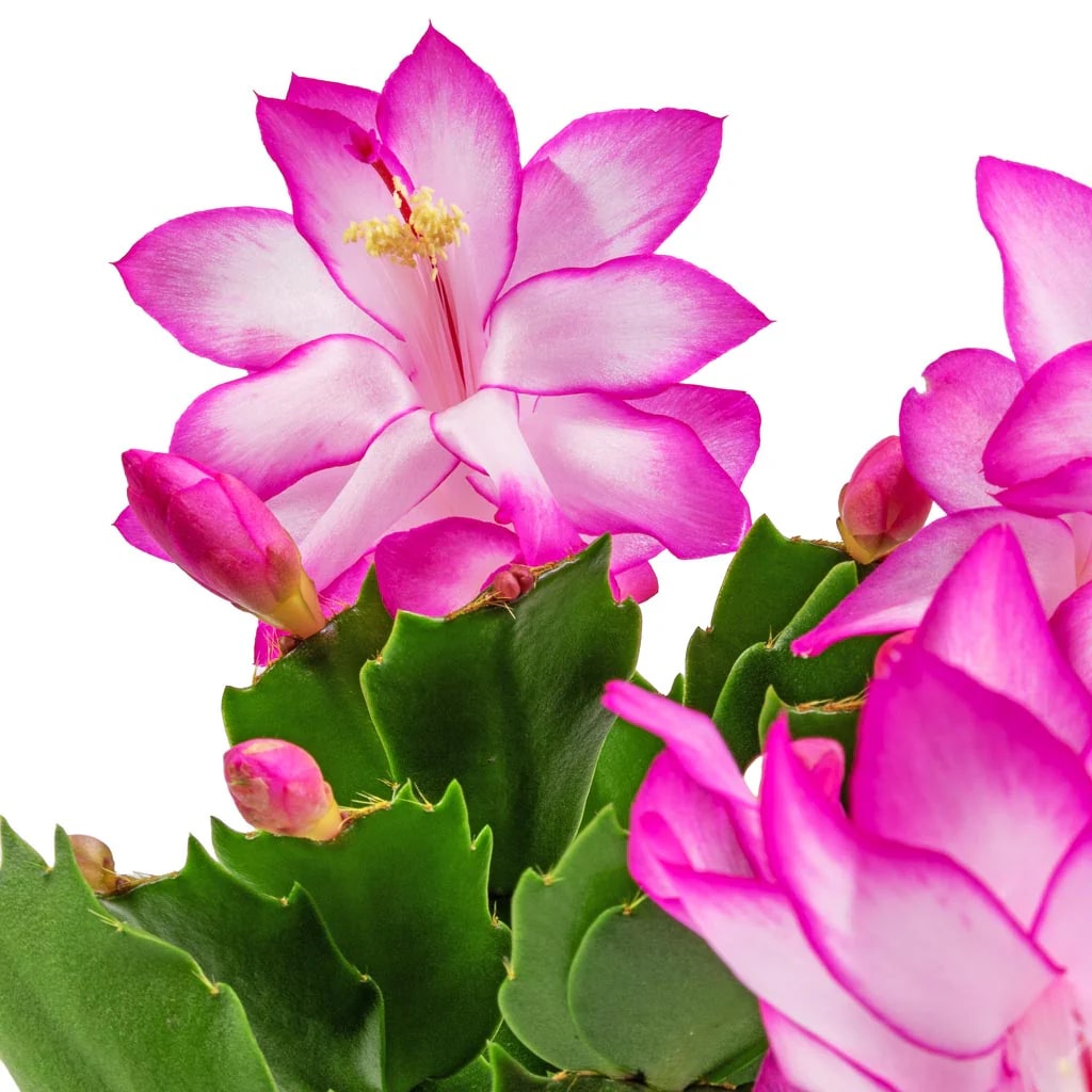 Pink White Schlumbergera Flower Seeds for Planting – Sun Loving, Heirloom, Non-GMO Home Garden Seeds