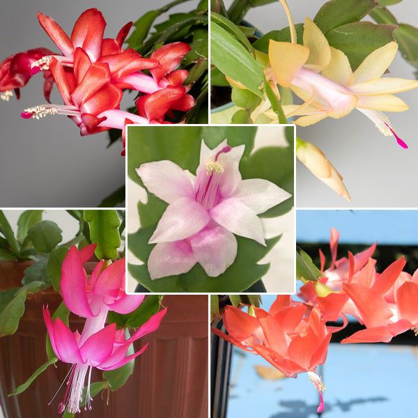 Rainbow Schlumbergera Zygocactus Seeds for Planting – Heirloom, Non-GMO, High Germination Organic Garden Seeds
