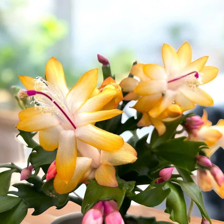 Yellow Schlumbergera Flower seeds for Planting – Fragrant Blossoms, Heirloom, Non-GMO Home Garden Seeds