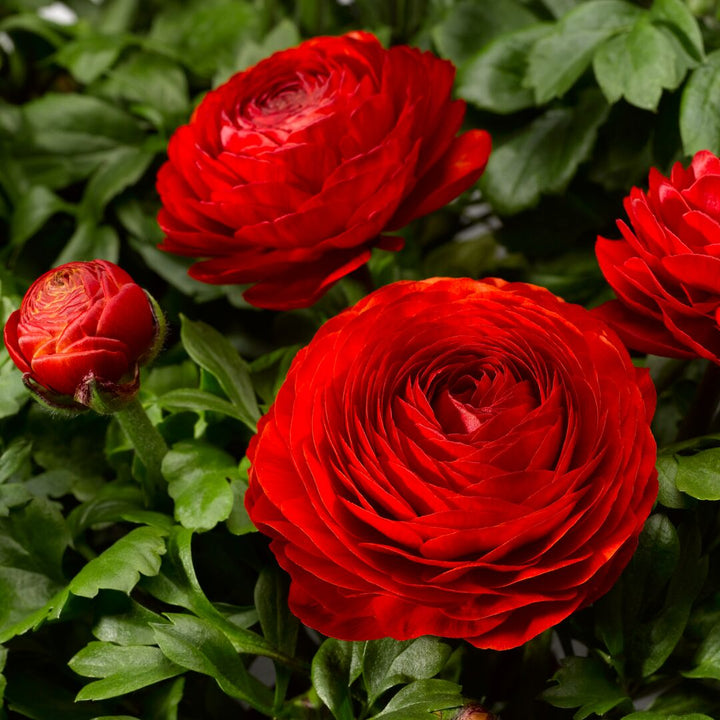 Red Ranunculus Asiaticus Flower Seeds – Heirloom, Non-GMO, High Germination Seeds for Planting