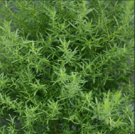 Green Annie Herb Seeds for Planting – Heirloom, Non-GMO Sun-Loving Seeds for Vibrant Gardens