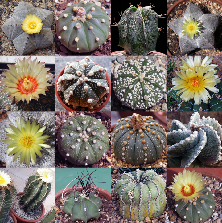 Flower Seeds, Seeds,Seeds For Planting,Plant Seeds