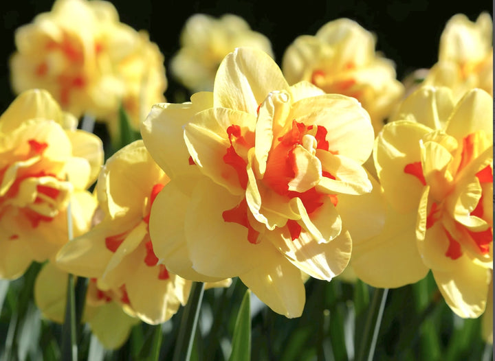 Light Yellow Red Double Petals Pink Daffodils Seeds for Planting – Heirloom, Non-GMO, Wildflower Mix, High Germination