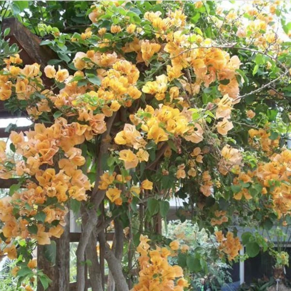 Yellow Bougainvillea Flower Seeds for Planting – Heirloom, Non-GMO, High Germination Organic Garden Seeds