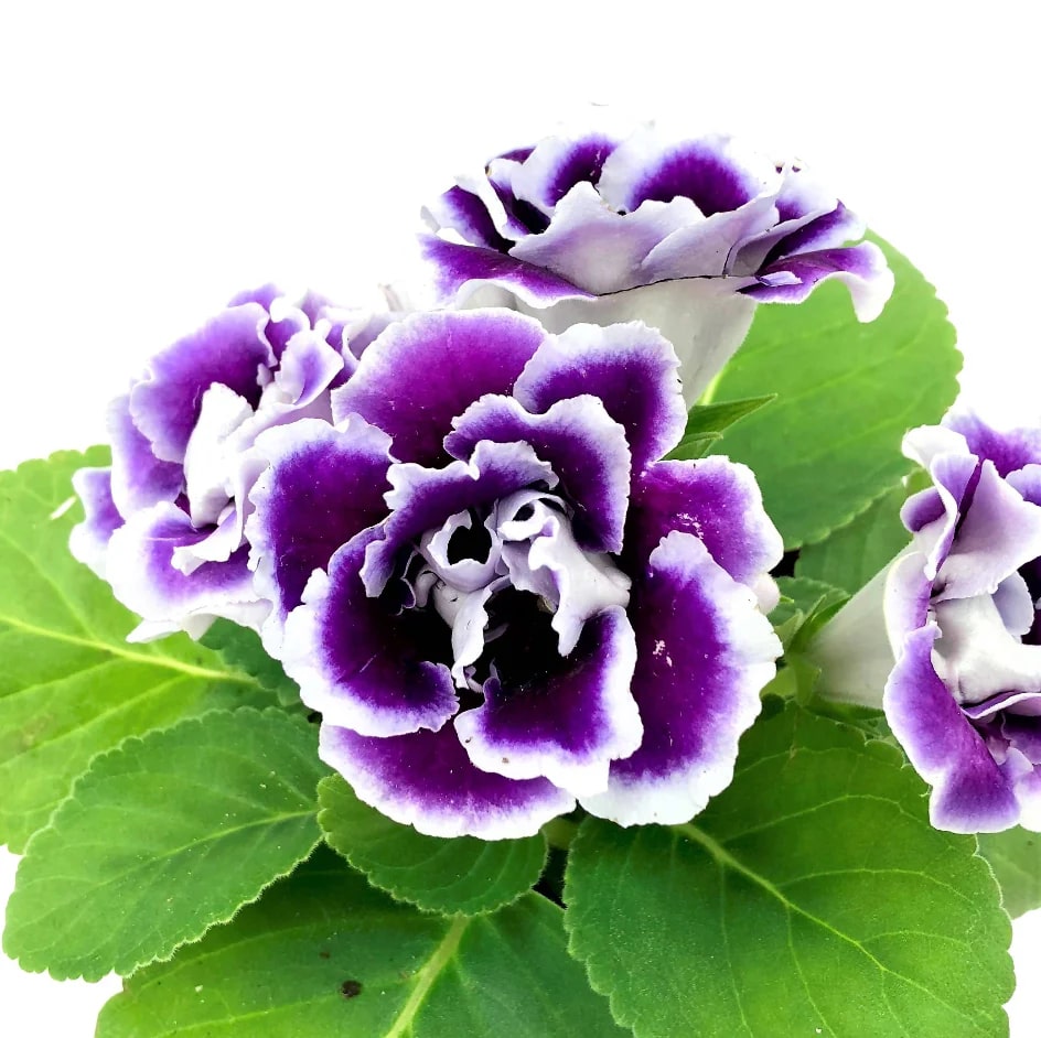 White Violet Gloxinia Flower Seeds for Planting – Heirloom, Non-GMO, High Germination Organic Garden Seeds