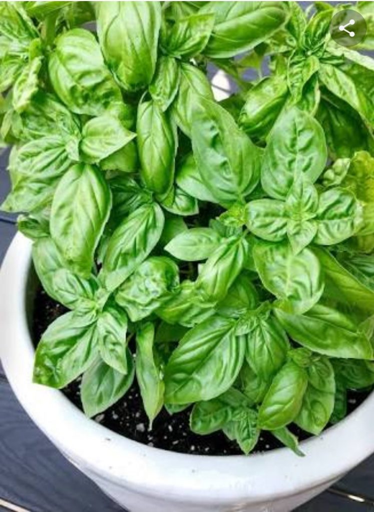 Broadleaf Basil Herb Seeds – Heirloom, Non-GMO Kitchen Garden Staple Seeds for Planting