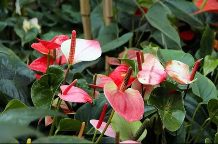 Red Mixed Anthurium Flower Seeds for Planting – Heirloom, Non-GMO, Pollinator Friendly, High Germination