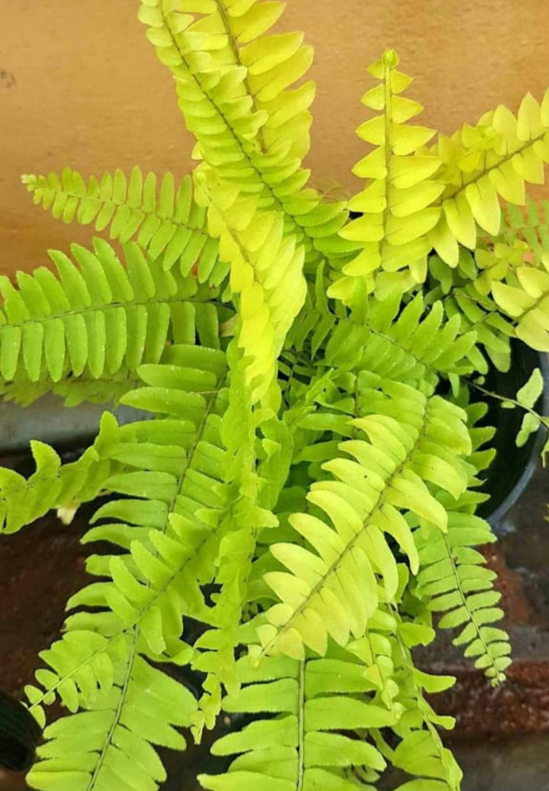 Green Pink Fern for Planting – Heirloom, Non-GMO Seeds for Home Organic Garden, High Germination