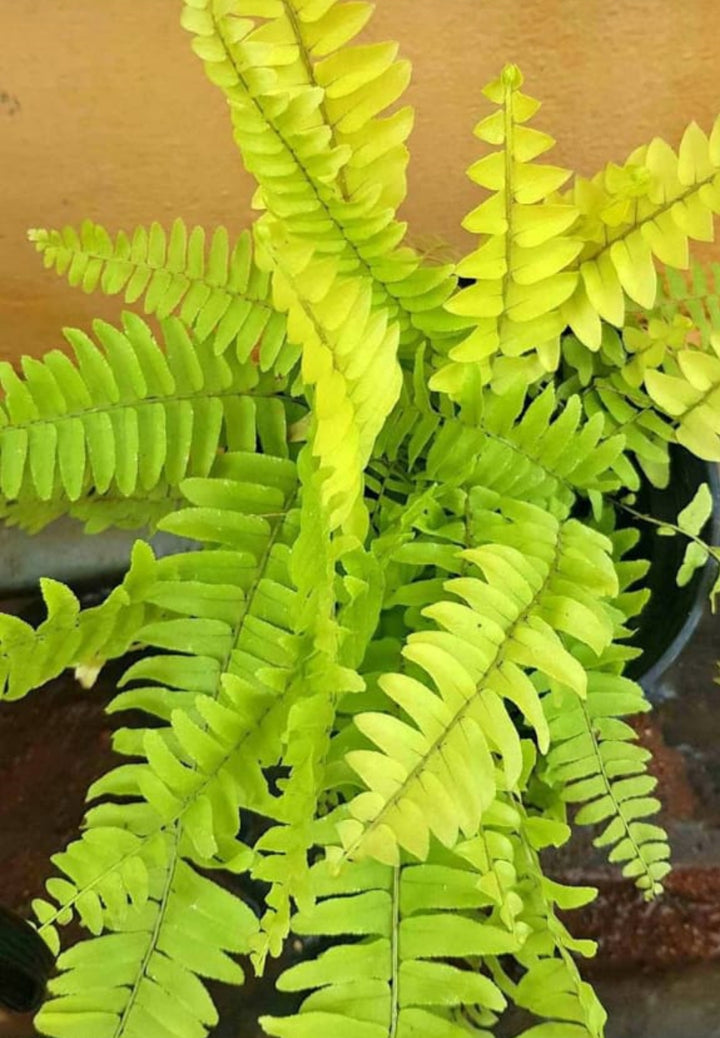 Green Pink Fern for Planting – Heirloom, Non-GMO Seeds for Home Organic Garden, High Germination