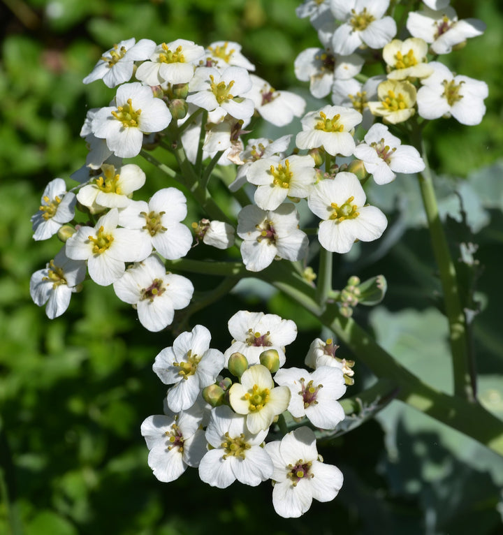 Seakale Flower Seeds for Planting – Heirloom Non-GMO, High Germination Organic Garden Seeds, Low Maintenance