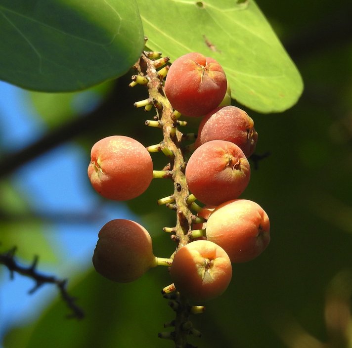 Seagrape Fruit seeds – Heirloom, Non-GMO seeds for Planting in Coastal Home Gardens