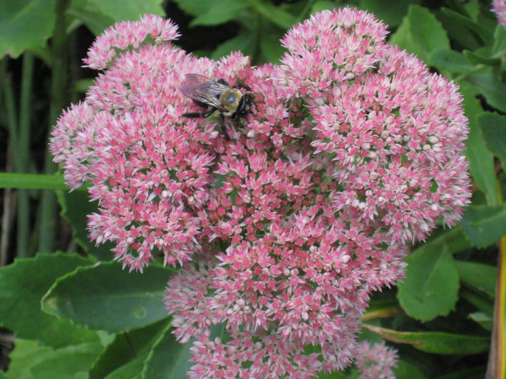 Pink Sedum Flower Seeds for Planting – Heirloom Non-GMO, High Germination Organic Garden Seeds