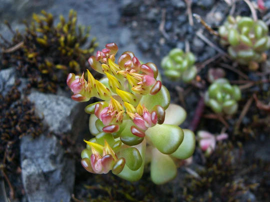 Yellow Sedum Oreganum Flower Seeds for Planting – Heirloom, Non-GMO, High Germination Organic Garden Seeds