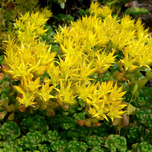 Flower Seeds, Seeds,Seeds For Planting,Plant Seeds