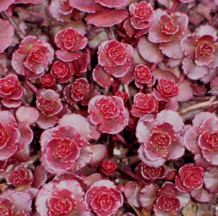 Sedum Dragons Blood Groundcover Flower Seeds for Planting – Heirloom, Non-GMO, High Germination
