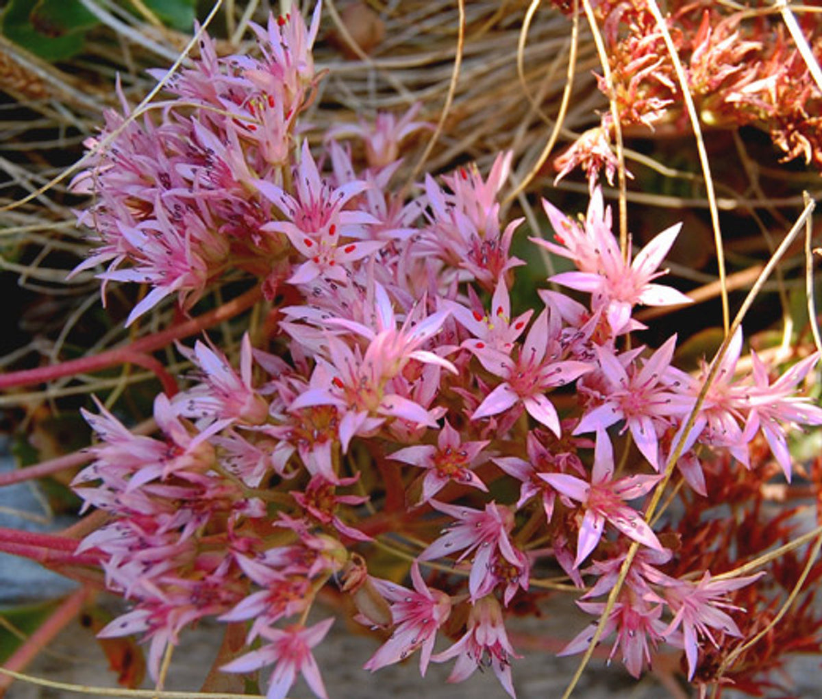 Spurium Coccineum Herb Seeds for Planting – Heirloom, Non-GMO Top Choice Seeds for Gardeners