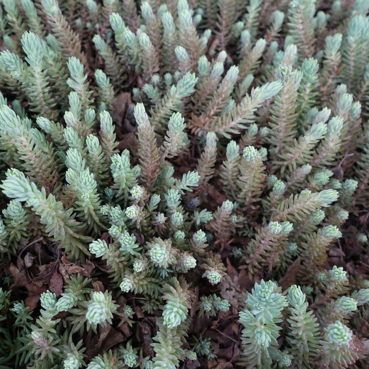 Green Sedum Montanum Flower Seeds for Planting – Heirloom Non-GMO Seeds for Home Garden