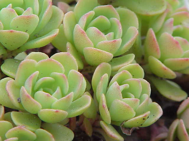 Green Cliff Stonecrop Flower Seeds for Planting – Heirloom Non-GMO, High Germination Organic Garden Seeds