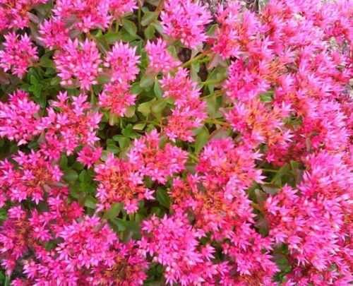 Spurium Coccineum Herb Seeds for Planting – Heirloom, Non-GMO Top Choice Seeds for Gardeners