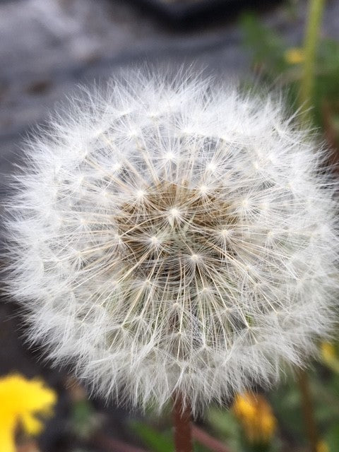 Dandelion Flower Seeds for Planting – Heirloom, Non-GMO, High Germination Organic Garden Seeds