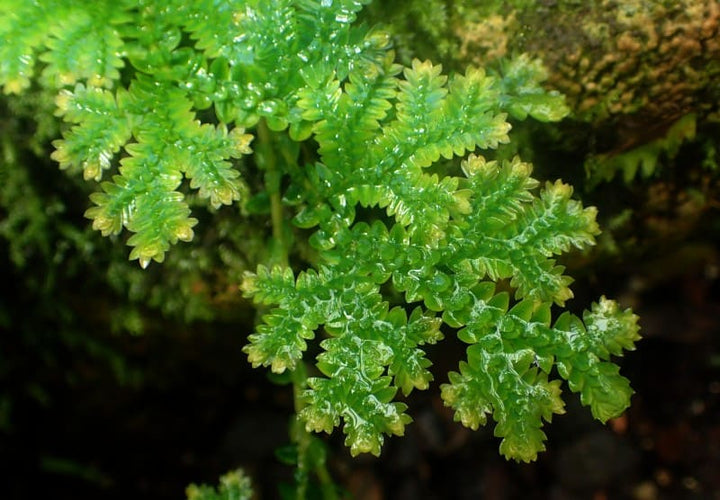 Selaginella Herb Seeds – Heirloom, Non-GMO Seeds for Year-Round Garden Growth