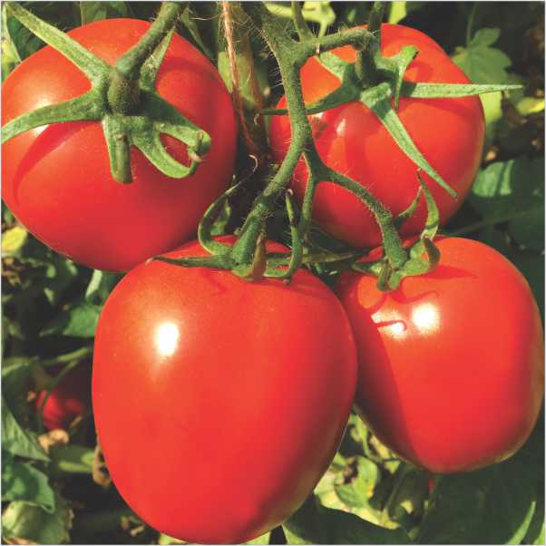 Heirloom Square Round Tomato (Winter Variety) Seeds for Planting – Non-GMO, High-Yield  Vegetable Seeds for Home Garden & Containers
