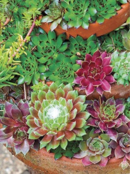 Mixed Sempervivum Hybridum Flower Seeds for Planting – Heirloom, Non-GMO, High Germination Garden Seeds