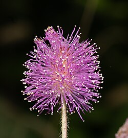 Lavender Mimosa Pudica Flower Seeds for Planting – Easy to Grow, Heirloom, Non-GMO, Organic Garden Seeds