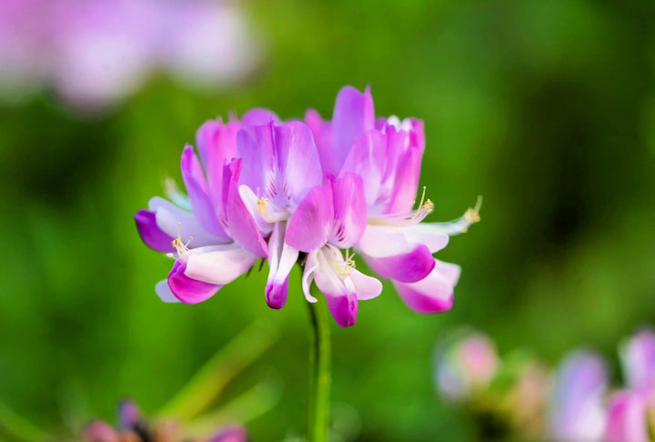 Violet Milkvetch Sinicus Flower Seeds for Planting – Heirloom Non-GMO, High Germination Organic Garden Seeds
