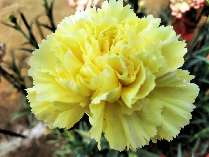 Yellow Carnations Flower Seeds for Planting | Heirloom Non-GMO High Germination Seeds