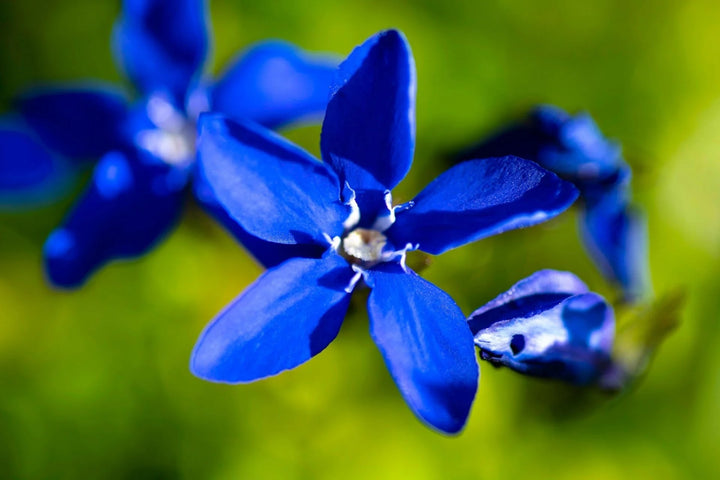 Violet Gentian Flower Seeds for Planting – Heirloom, Non-GMO, Premium Quality, High Germination