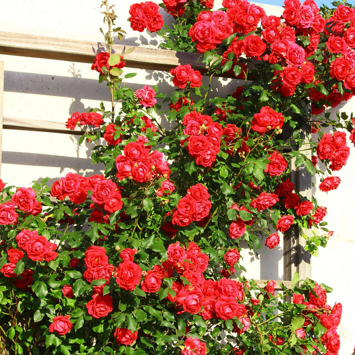 Red Creeping Flower Seeds for Planting – Heirloom Non-GMO, High Germination Organic Garden Seeds