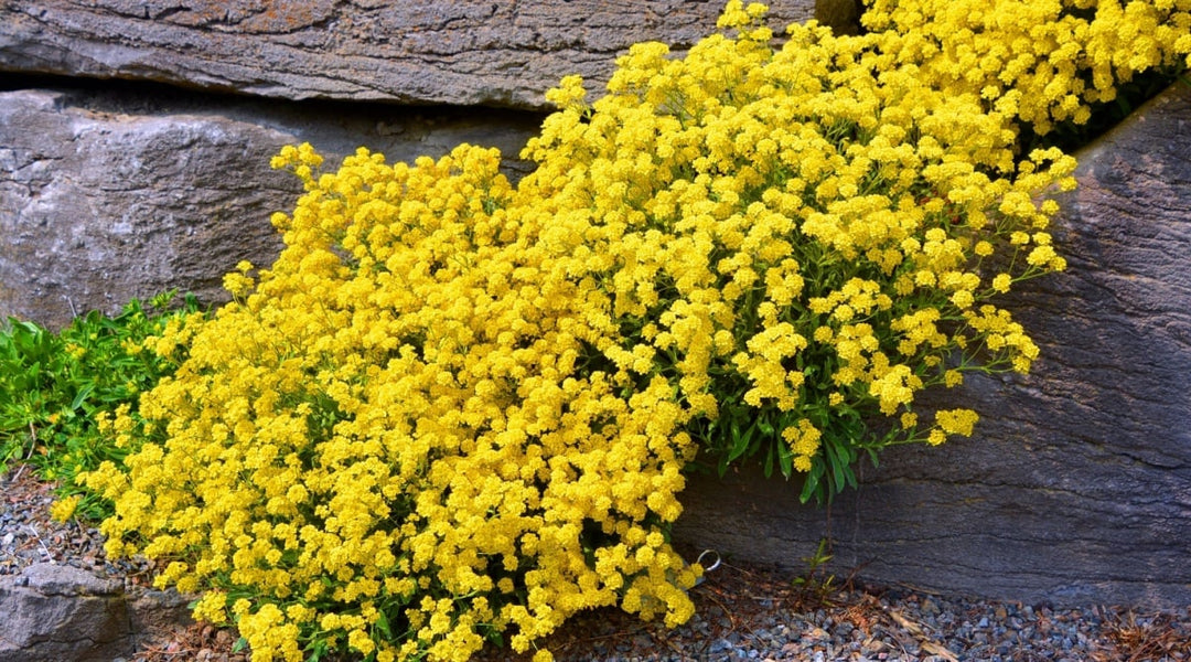 Yellow Aubrieta Flower Seeds for Planting – Heirloom, Non-GMO, High Germination Organic Garden Seeds