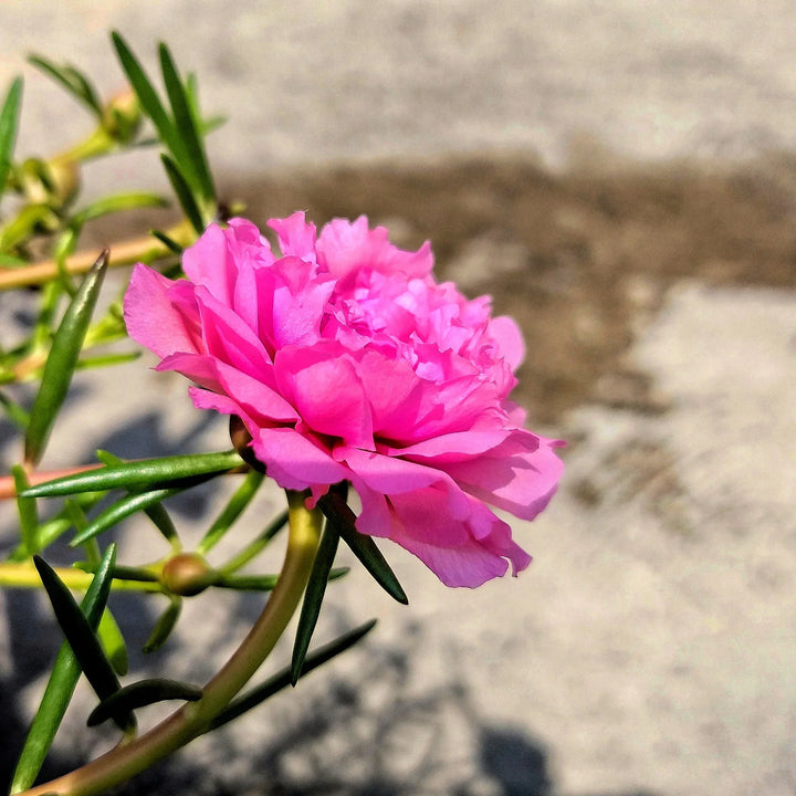 Flower Seeds, Seeds,Seeds For Planting,Plant Seeds