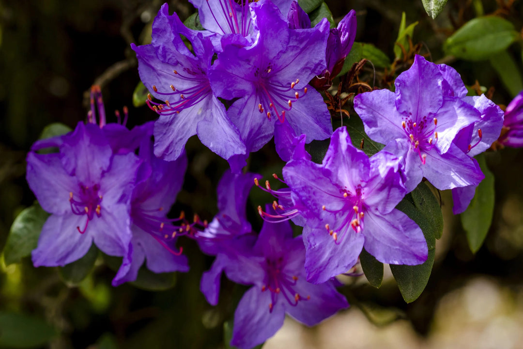 Violet Azalea Flower Seeds for Planting – Heirloom, Non-GMO, High Germination Organic Garden Seeds