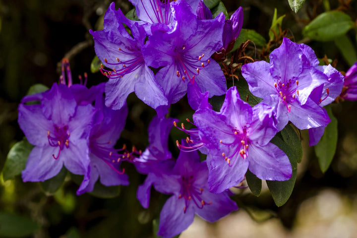 Violet Azalea Flower Seeds for Planting – Heirloom, Non-GMO, High Germination Organic Garden Seeds