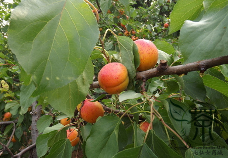 Siberian fruit seeds for planting – Heirloom & Non-GMO garden seeds, hardy cold-climate varieties for home gardens