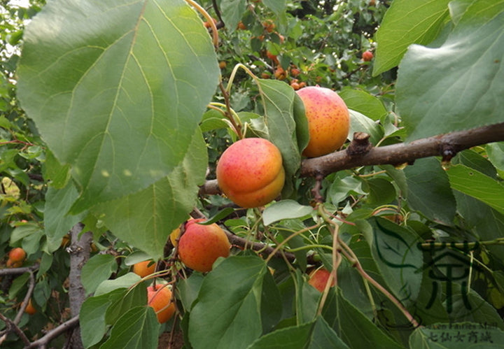 Siberian fruit seeds for planting – Heirloom & Non-GMO garden seeds, hardy cold-climate varieties for home gardens