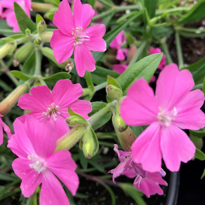 Silene Caroliniana Seeds – Sticky Catchfly / Wild Pink, Hardy Perennial Flower Seeds for Garden & Wildflower Mix