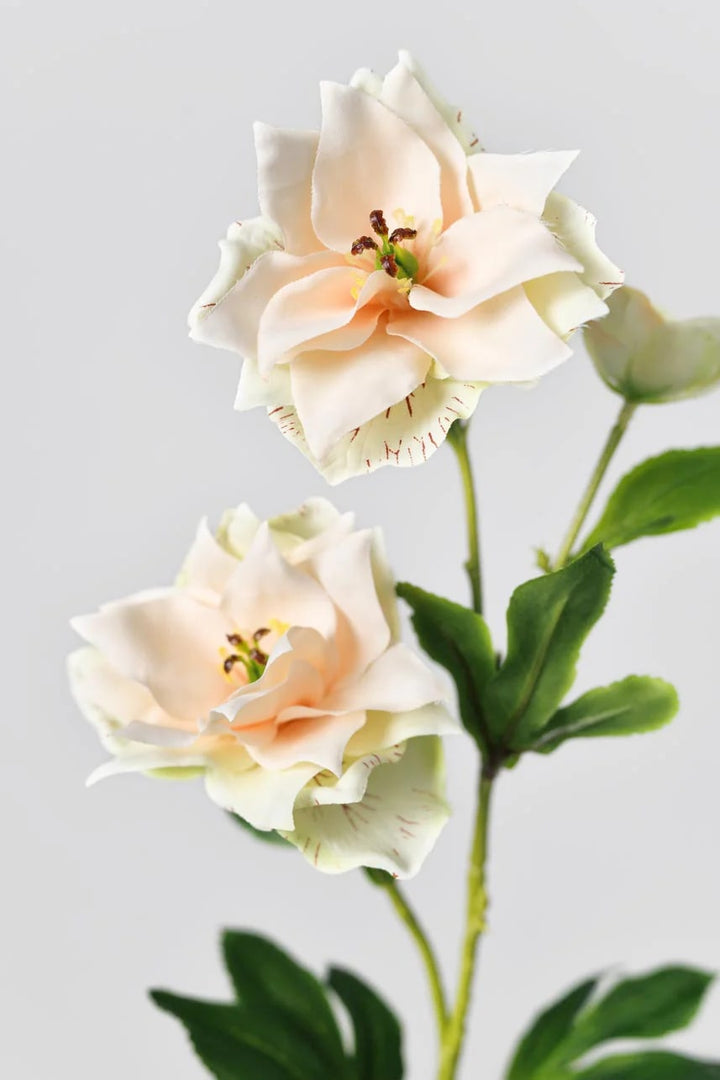 Peach Clematis Flower Seeds for Planting – Heirloom, Non-GMO, Pollinator Friendly, High Germination
