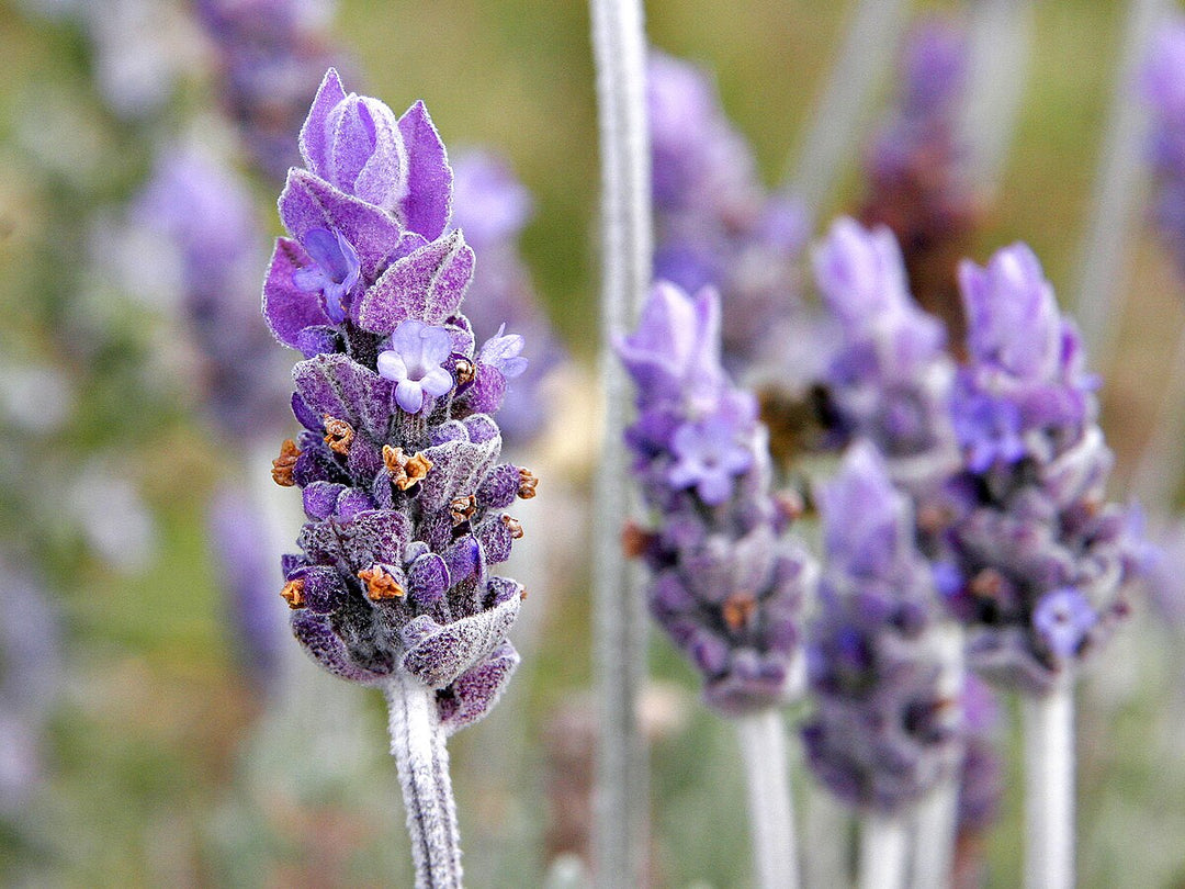 Provence Lavender Flower Seeds for Planting Mixed Color – Heirloom, Non-GMO, High Germination Organic Garden Seeds