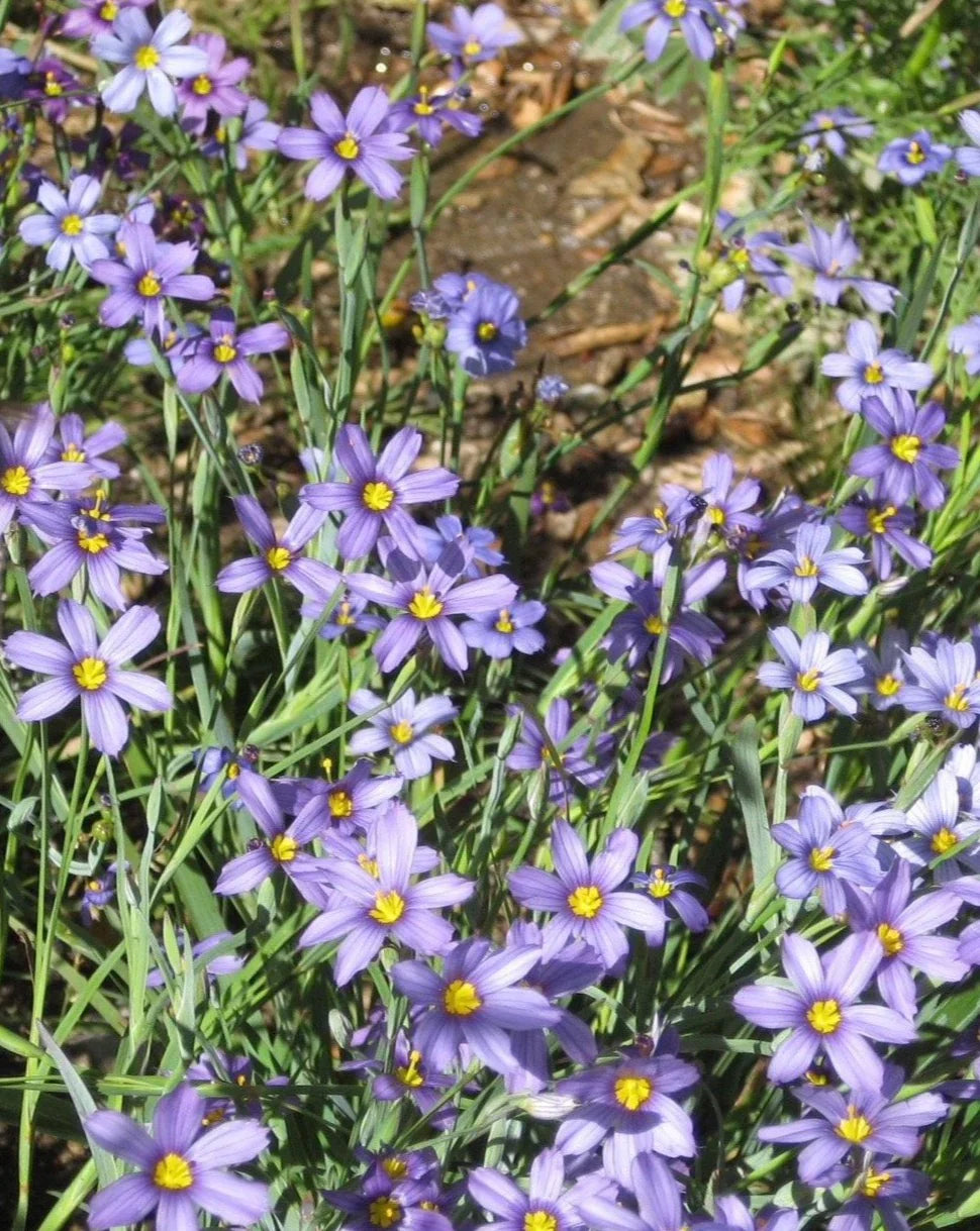 Flower Seeds, Seeds,Seeds For Planting,Plant Seeds