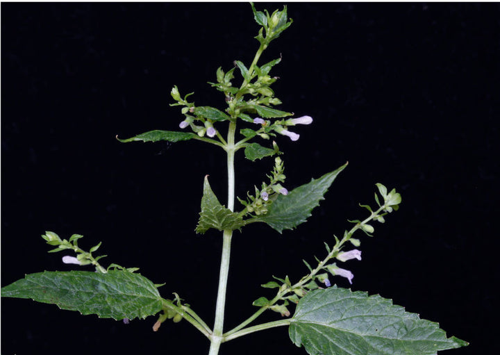 Scutellaria Lateriflora Herb Seeds – Heirloom, Non-GMO Easy Care Seeds for Garden Planting