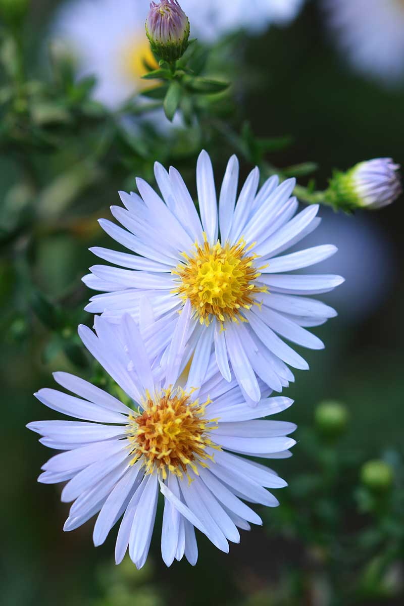 Sky Blue Aster Flower Seeds for Planting – Heirloom, Non-GMO, High Germination Organic Garden Seeds